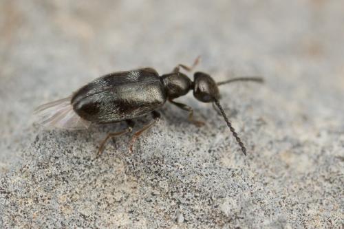 Microhoria sp.